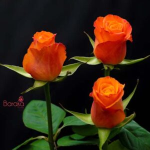 Confidential rose