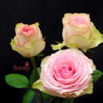 Esperance rose