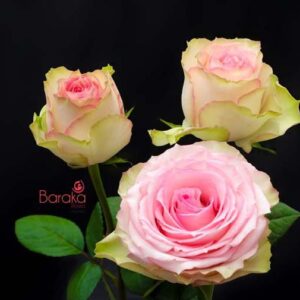 Esperance rose