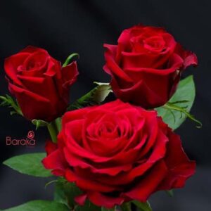 Ever Red rose