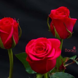 Fuschiana rose