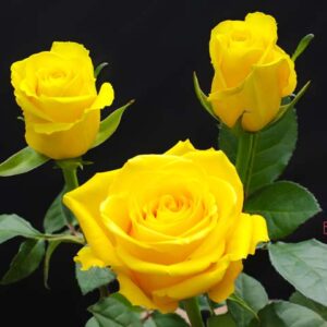 Gold Finch rose