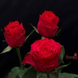 Madam Cerise rose