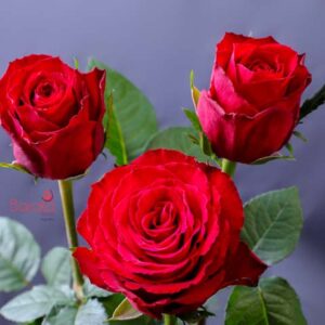 Madam Red rose