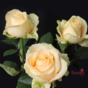 Magic Avalanche rose