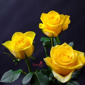 Moonwalk rose