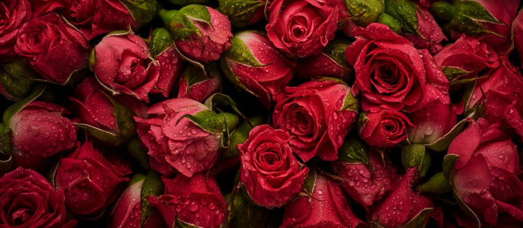 Premium Flowers