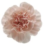Carnation
