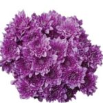 Chrysanthemums