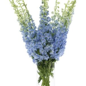 Delphinium