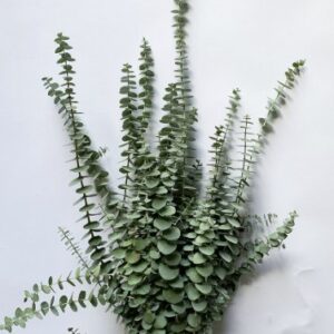 Eucalyptus