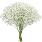 Gypsophila