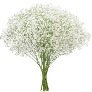 Gypsophila
