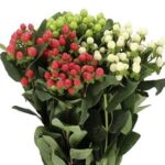 Hypericum