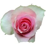 Belle Rose rose — Panocal International