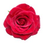 Burgundy rose — Panocal International