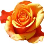 Camaro rose — Panocal International