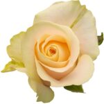 Cashmere rose — Panocal International