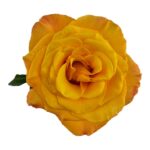 Confidential rose — Panocal International