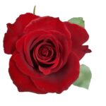 Furiosa rose — Panocal International