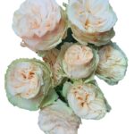 Gentle Trendsetter rose — Panocal International