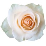 Kiwi rose — Panocal International