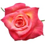 Lampion rose — Panocal International