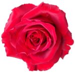 Madame Red rose — Panocal International