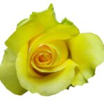 Minion Rose rose — Panocal International