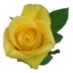 Moonwalk rose — Panocal International