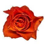 Orange Wave rose — Panocal International