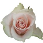 Pink Athena rose — Panocal International