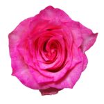 Pink Shadow rose — Panocal International