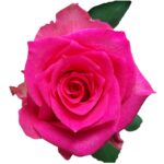 Pink Sudoku rose — Panocal International