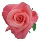 Pink Tacazzi rose — Panocal International