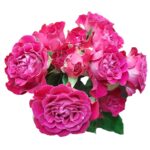 Royal Magic rose — Panocal International