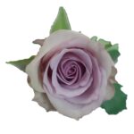 Samantha's Bridal rose — Panocal International