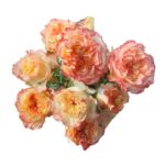 Show Flow rose — Panocal International