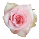 Sudoku rose — Panocal International