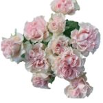 Sweet Flow rose — Panocal International