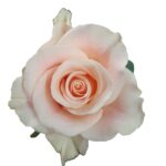 Sweet Tacazzi rose — Panocal International