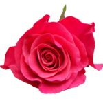 Tacazzi rose — Panocal International