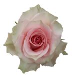 Top Gear rose — Panocal International